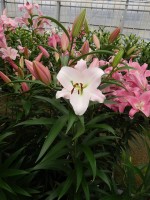 [5157 Revelation No02.JPG]